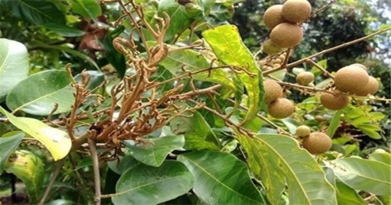 Kiểm tra định kỳ để phát hiện sớm các dấu hiệu sâu bệnh trên lá và thân cây phát lộc.